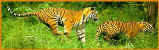 Tigr-logo.jpg (15713 bytes)
