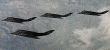 f117h.gif (117675 bytes)