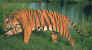 tig-walk2.jpg (59029 bytes)